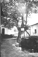 這是涇縣小嶺雙嶺坑村口的一棵青檀皮樹王,據專家測定,樹齡在600年左右。宣紙就是以青檀樹枝條的皮為主要原料的。枝條每兩年採伐一次。